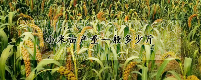 小米亩产量一般多少斤