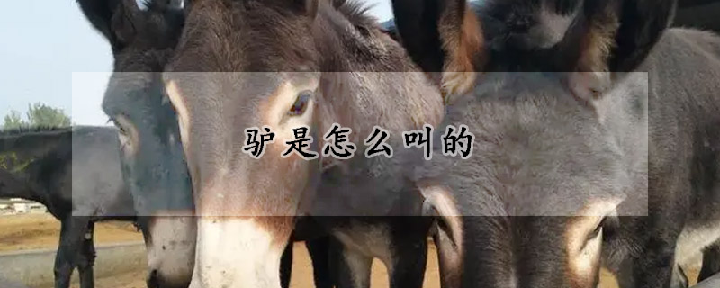 驴是怎么叫的