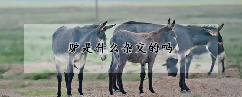 驴是什么杂交的吗