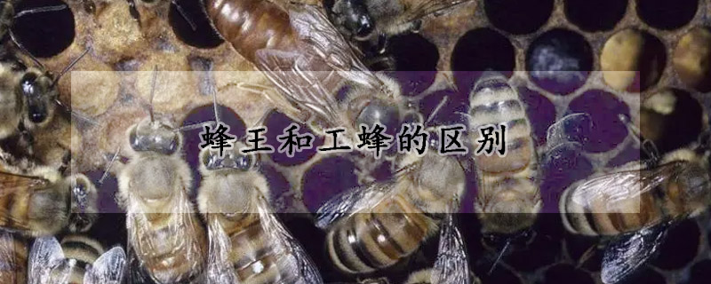 蜂王和工蜂的区别