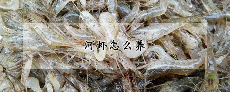 河虾怎么养