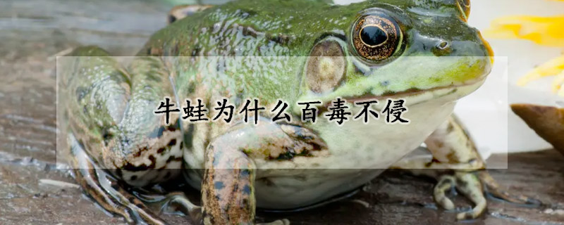 牛蛙为什么百毒不侵