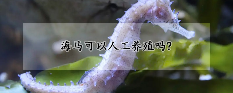海马可以人工养殖吗?