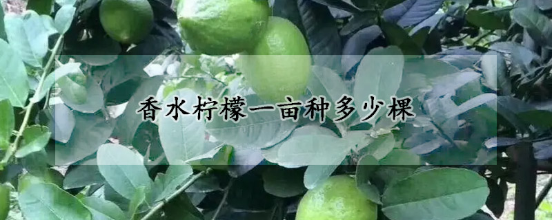 香水柠檬一亩种多少棵