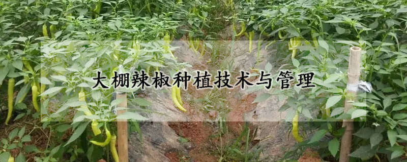 大棚辣椒种植技术与管理