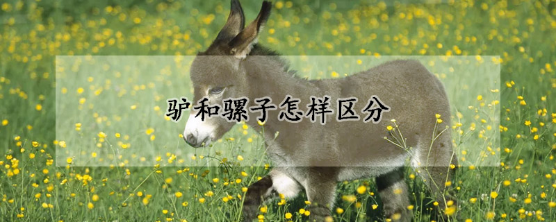 驴和骡子怎样区分