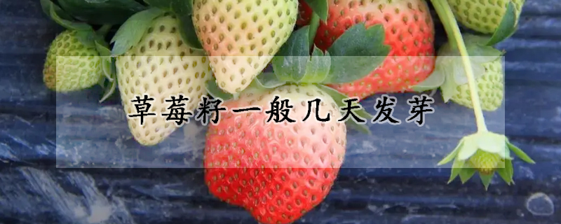 草莓籽一般几天发芽