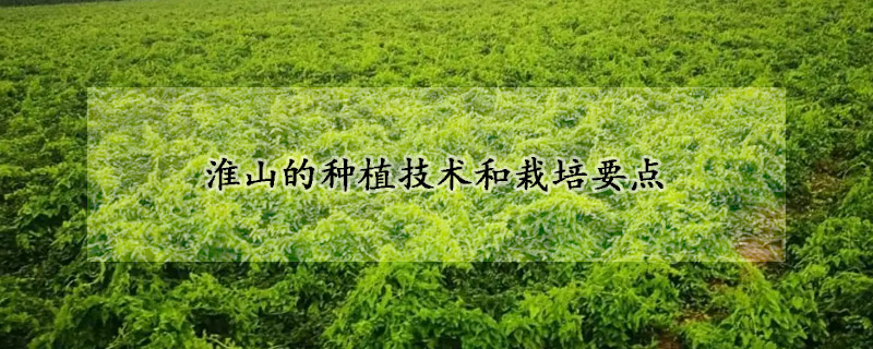 淮山的种植技术和栽培要点