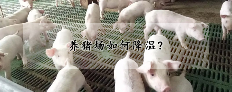 养猪场如何降温?