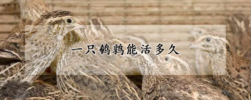 一只鹌鹑能活多久