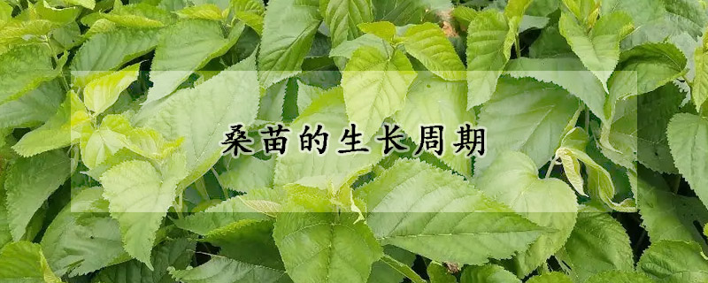 桑苗的生长周期