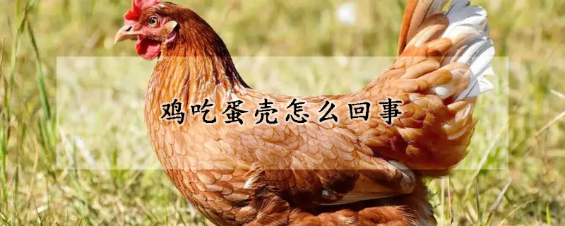 鸡吃蛋壳怎么回事