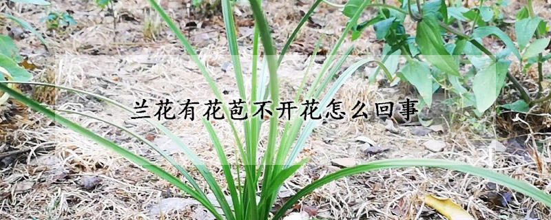 兰花有花苞不开花怎么回事