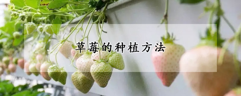 草莓的种植方法