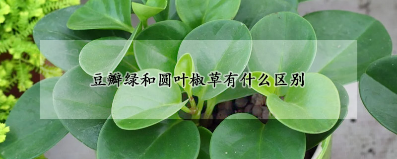 豆瓣绿和圆叶椒草有什么区别