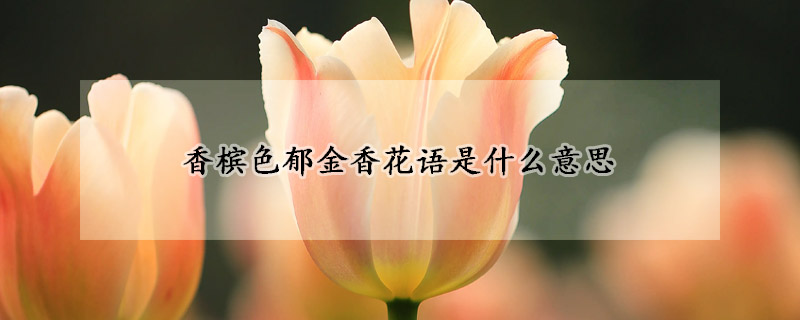 香槟色郁金香花语是什么意思