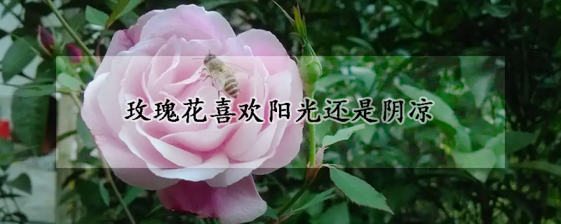 玫瑰花喜欢阳光还是阴凉