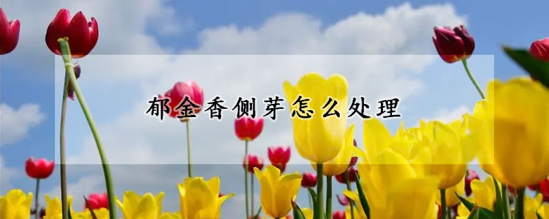 郁金香侧芽怎么处理