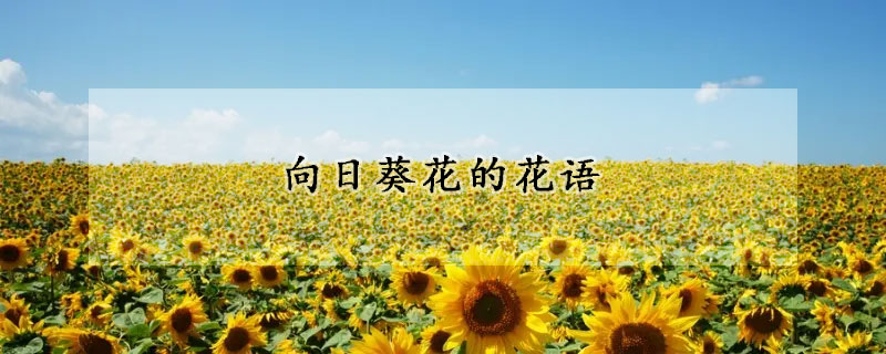 向日葵花的花语