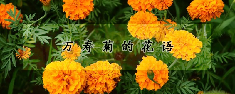 万寿菊的花语