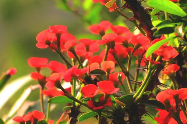 10种代表冬天的植物 冬天有哪些代表性植物