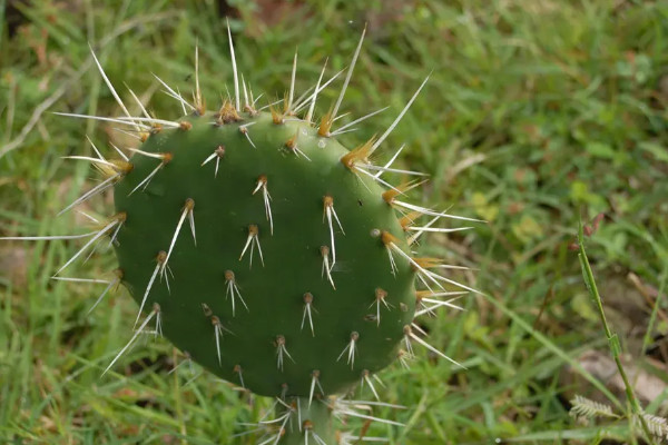 10种代表冬天的植物 冬天有哪些代表性植物