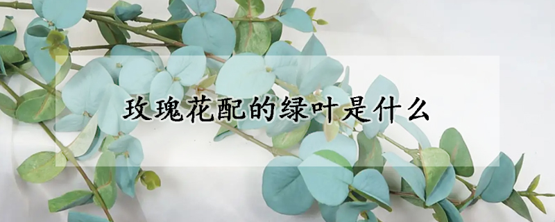 玫瑰花配的绿叶是什么