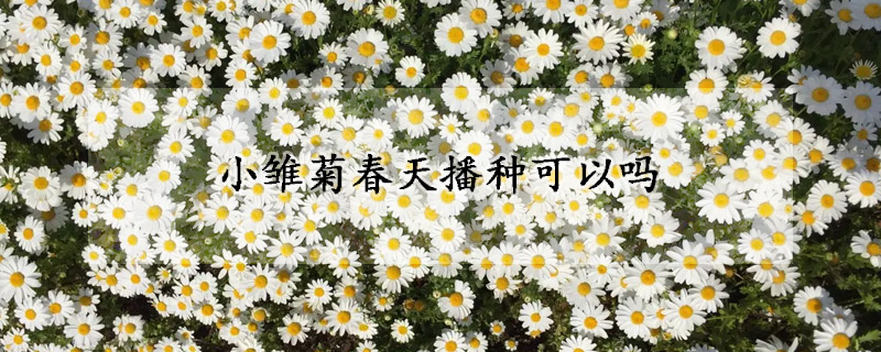 小雏菊春天播种可以吗