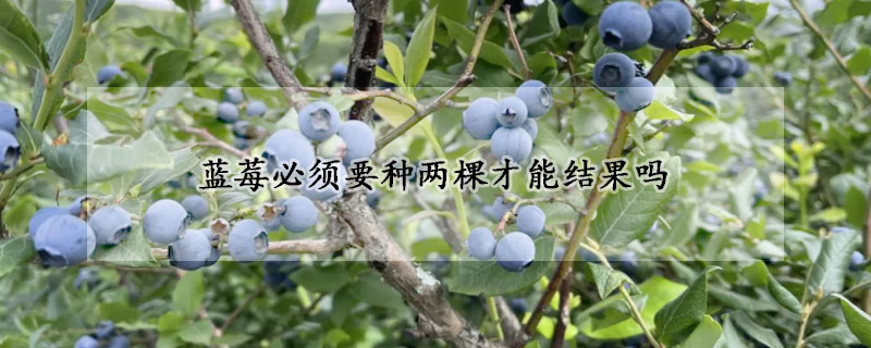 蓝莓必须要种两棵才能结果吗