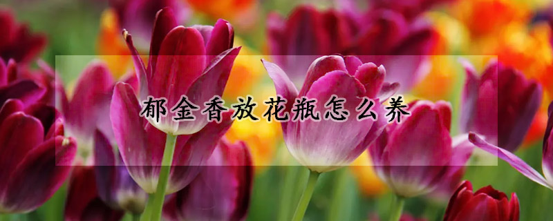 郁金香放花瓶怎么养