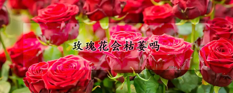 玫瑰花会枯萎吗