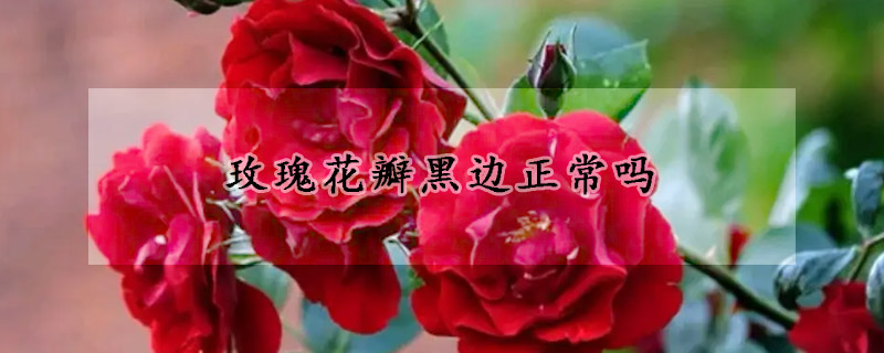 玫瑰花瓣黑边正常吗