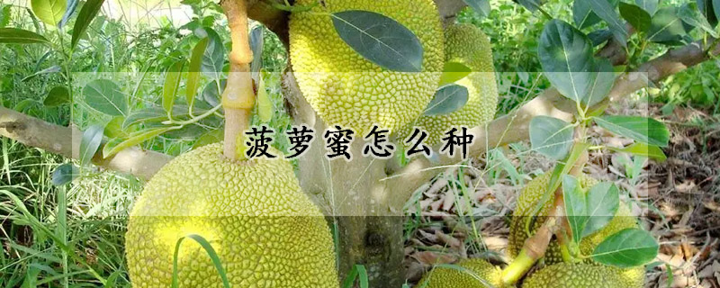 菠萝蜜怎么种