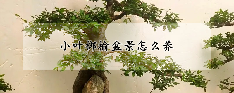 小叶榔榆盆景怎么养