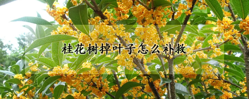 桂花树掉叶子怎么补救