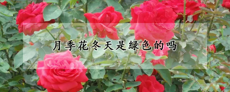 月季花冬天是绿色的吗