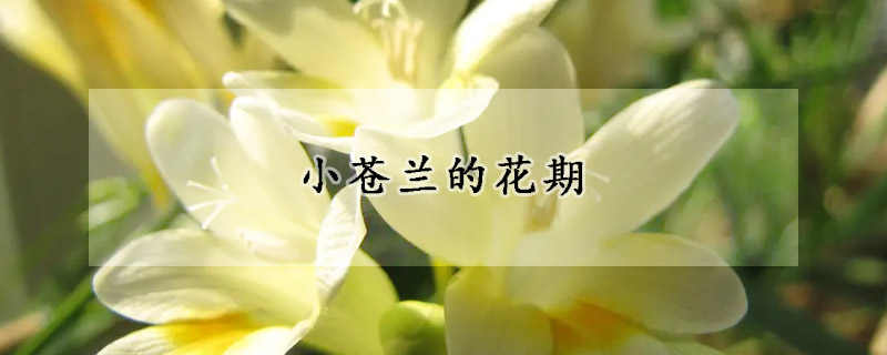 小苍兰的花期