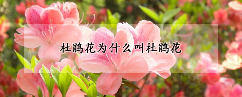 杜鹃花为什么叫杜鹃花