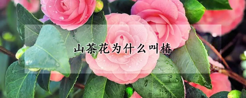 山茶花为什么叫椿