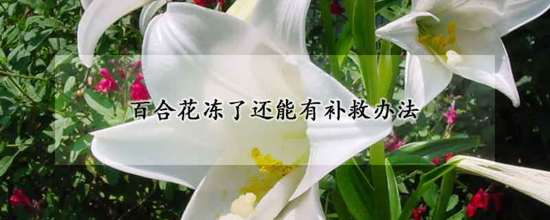 百合花冻了还能有补救办法