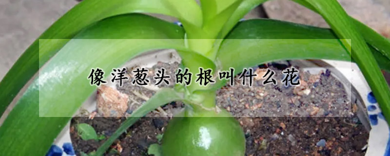 像洋葱头的根叫什么花