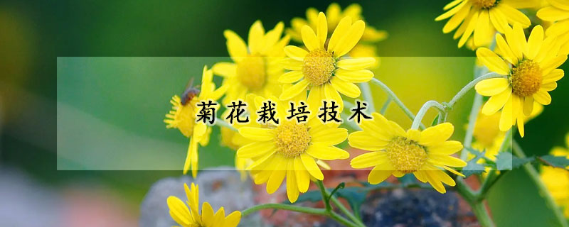 菊花栽培技术