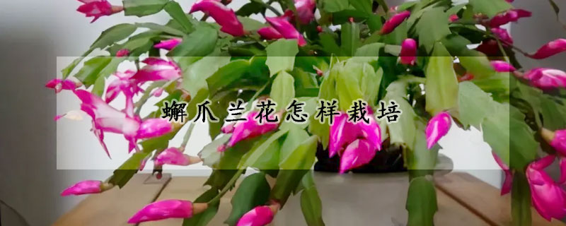 蠏爪兰花怎样栽培