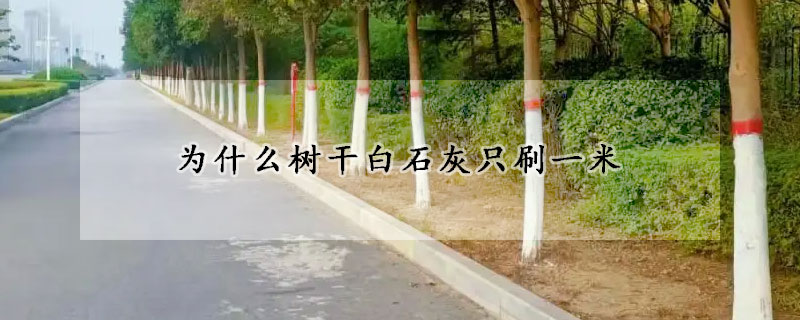 为什么树干白石灰只刷一米