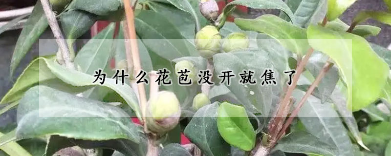 为什么花苞没开就焦了