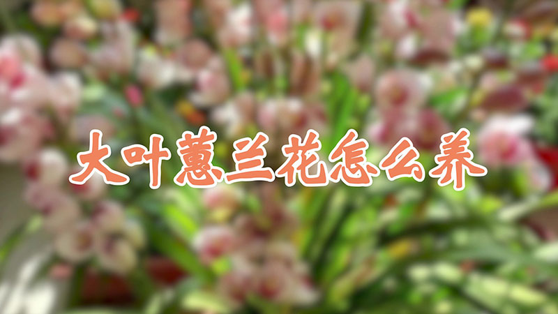 大叶蕙兰花怎么养