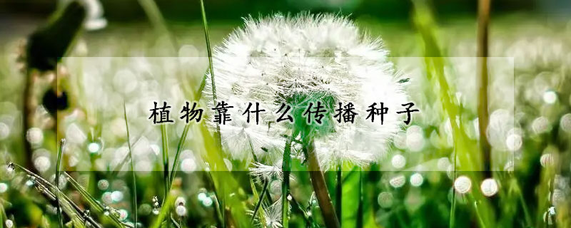 植物靠什么传播种子