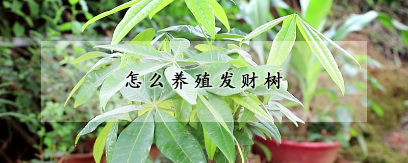 怎么养殖发财树