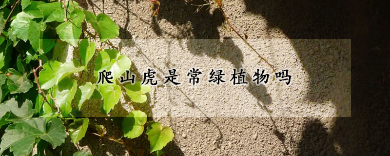 爬山虎是常绿植物吗