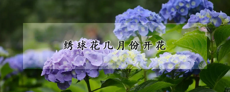 绣球花几月份开花